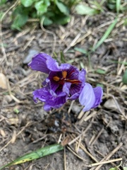 Crocus sativus