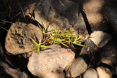 Juncus lomatophyllus