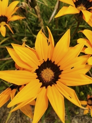 Gazania pectinata