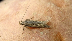 Phthorimaea operculella