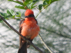 Pyrocephalus rubinus