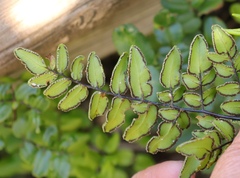 Pellaea pteroides