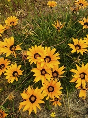 Gazania pectinata