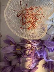Crocus sativus
