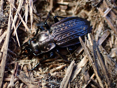 Granulated Ground Beetle photo 4
