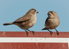 Aphelocephala leucopsis