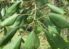 Alchornea glandulosa