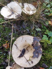 Infundibulicybe geotropa