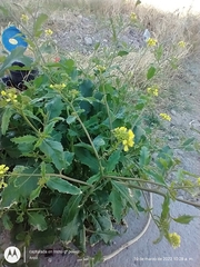 Rapistrum rugosum