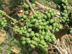 Alchornea glandulosa