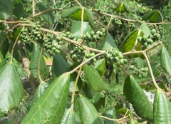 Alchornea glandulosa