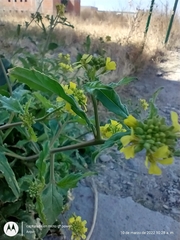 Rapistrum rugosum