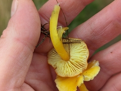 Hygrocybe
