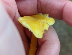 Hygrocybe