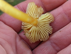 Hygrocybe