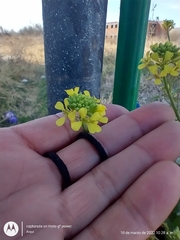 Rapistrum rugosum
