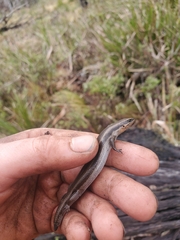 Acritoscincus platynotus