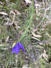 Cheiranthera alternifolia