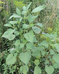 Cyclachaena xanthiifolia