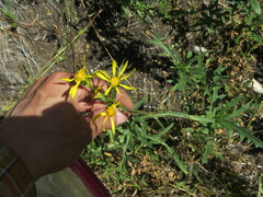Senecio clarkianus
