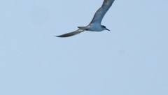 Onychoprion anaethetus