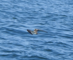 Onychoprion anaethetus