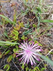 Lampranthus filicaulis