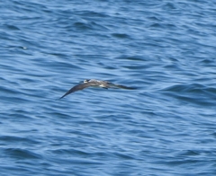 Onychoprion anaethetus