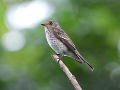 Muscicapa sibirica