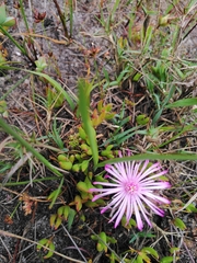 Lampranthus filicaulis
