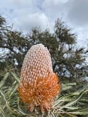 Banksia prionotes