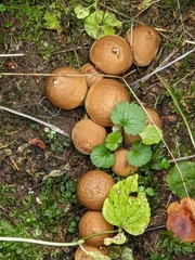 Lycoperdon nigrescens