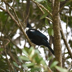 Prosthemadera novaeseelandiae novaeseelandiae