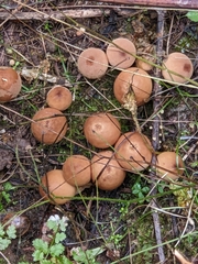 Lycoperdon nigrescens