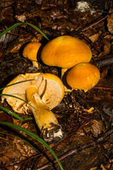 Hygrophorus chrysodon