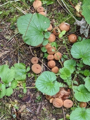Lycoperdon nigrescens