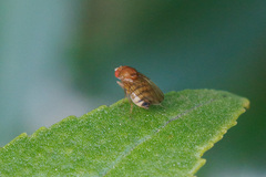 Drosophila immigrans