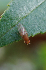 Drosophila immigrans