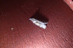 Neoteristis paraphanes