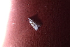 Neoteristis paraphanes