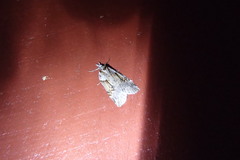 Neoteristis paraphanes