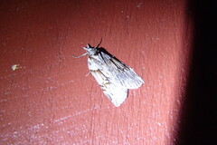 Neoteristis paraphanes