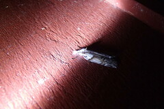 Neoteristis paraphanes