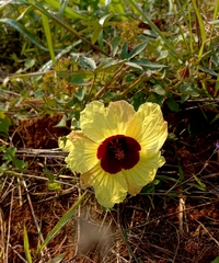 Hibiscus surattensis