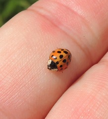Harmonia axyridis