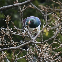 Hemiphaga novaeseelandiae novaeseelandiae