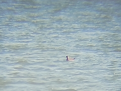 Stercorarius parasiticus