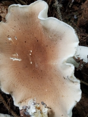 Leucopaxillus