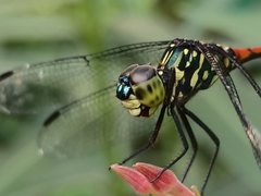 Agrionoptera insignis