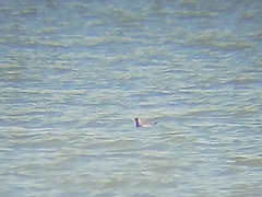 Stercorarius parasiticus